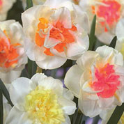 Narciso dobrado Macaron Bloss